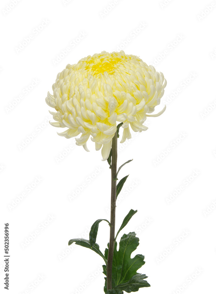 Flower isolated on white