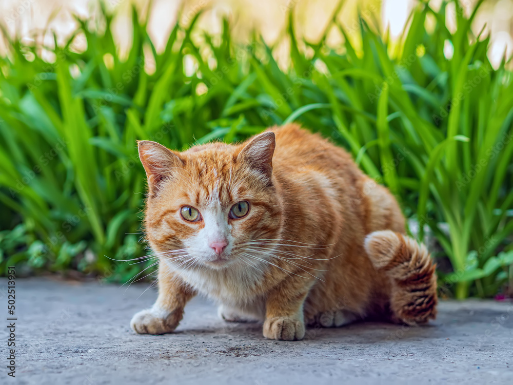 无家可归的红头猫在户外看着摄像机