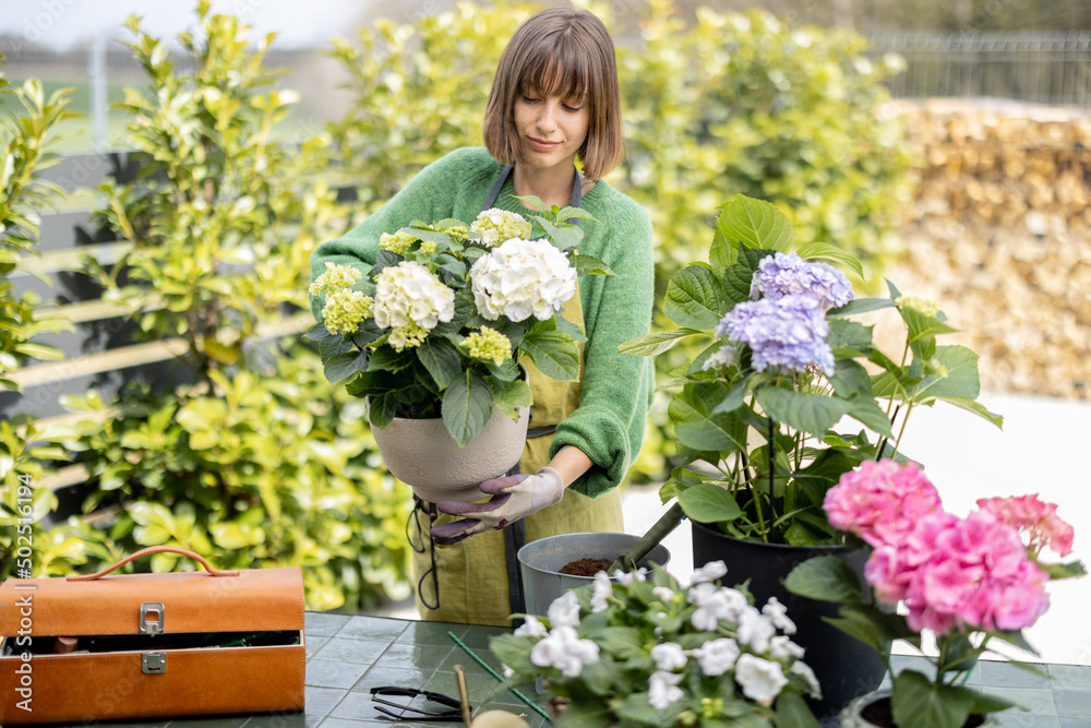 Young woman taking care of flowers in the garden. Cheerful housewife in apron replanting hydrangeas 