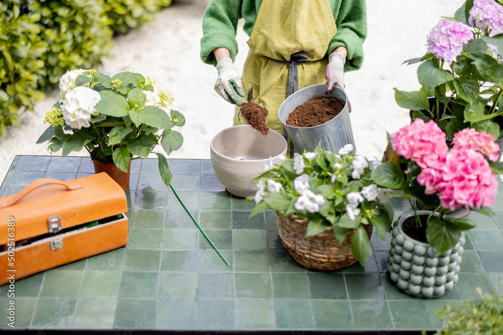 Woman prepares ground before planting hydrangeas in pot on table outdoors, close-up on table with fl