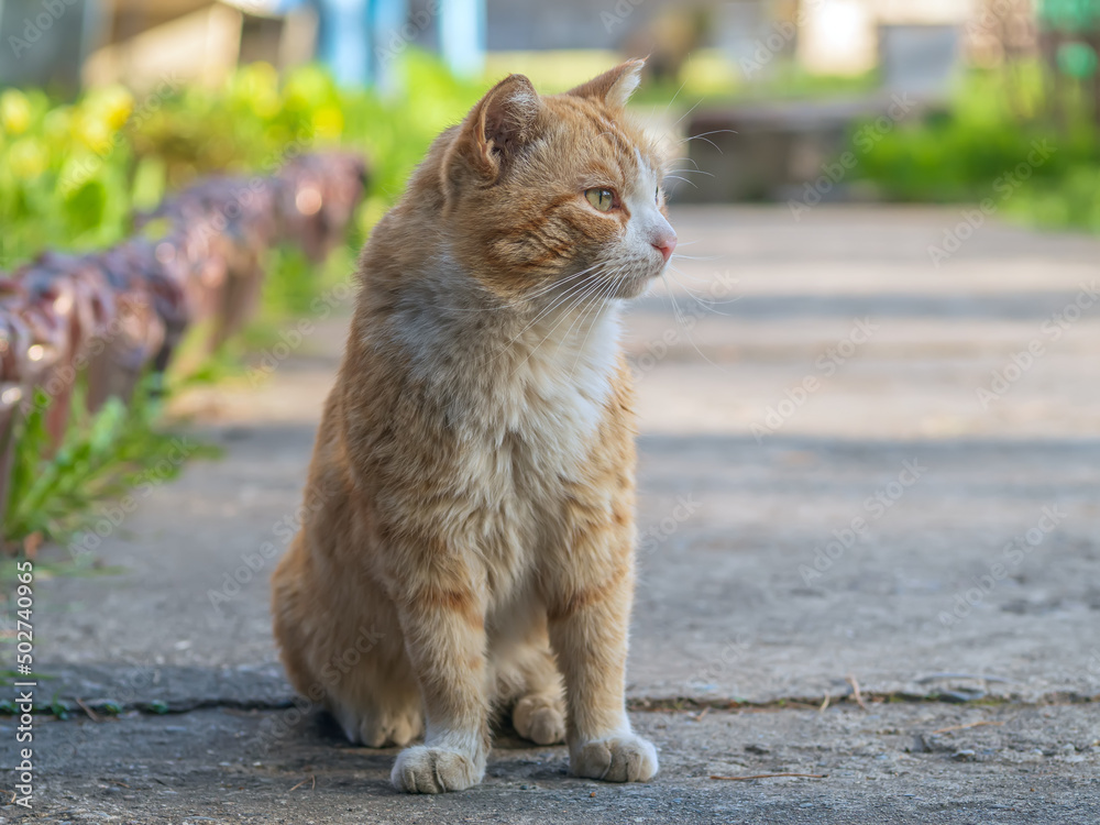 无家可归的红头猫在户外看着摄像机