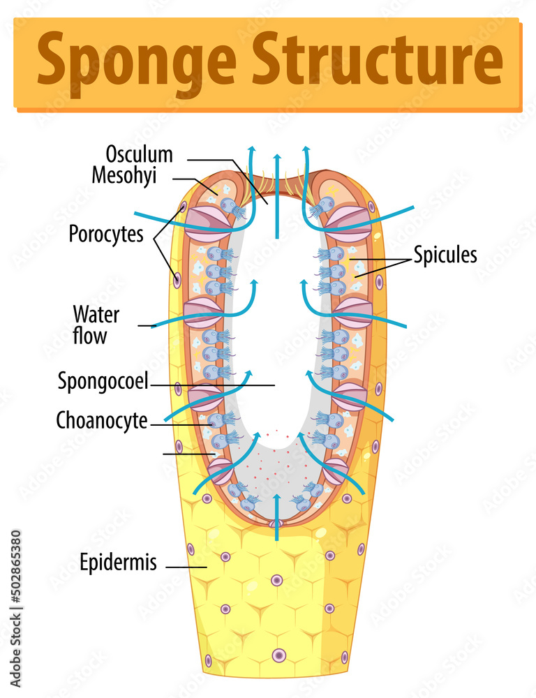 海绵结构示意图