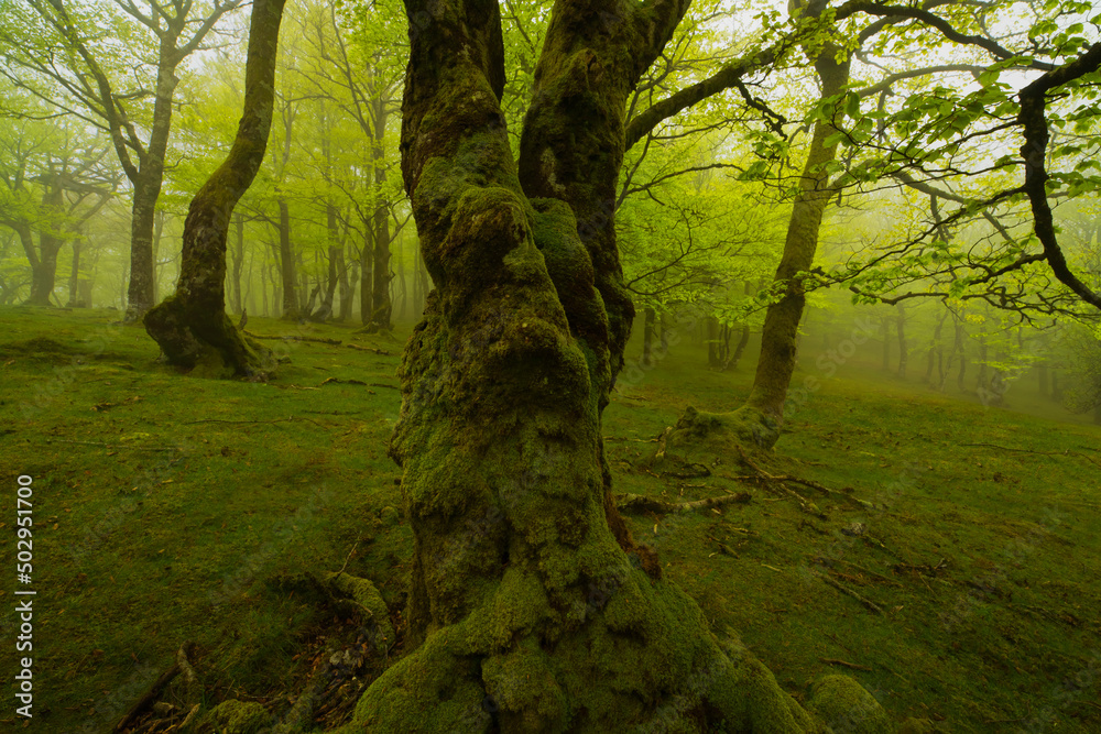 Forest of trees with moss and mist