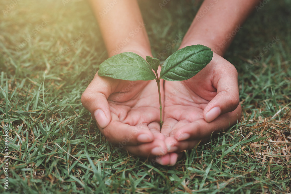 boys hand holding a green sapling in the hands of a tree planting a sapling Reduce global warming. 