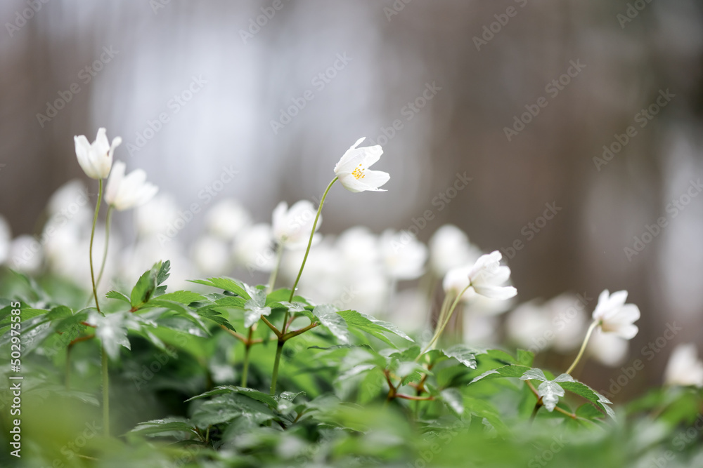 White wood anemone flowers in spring forest closeup. Forest meadow covered by Primerose (Nemorosa) f