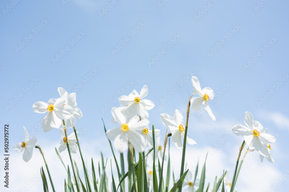 White Narcissus flowers in garden on blue sky background