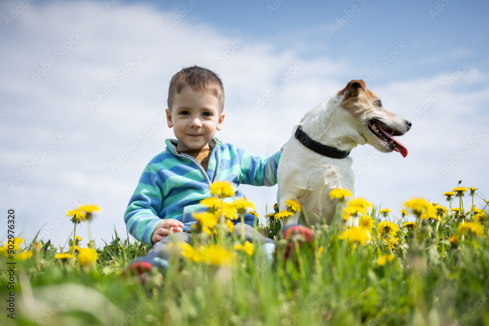 Little boy with Jack Russel Terrier puppy on yellow flowers meadow. Happy Dog with serious gaze