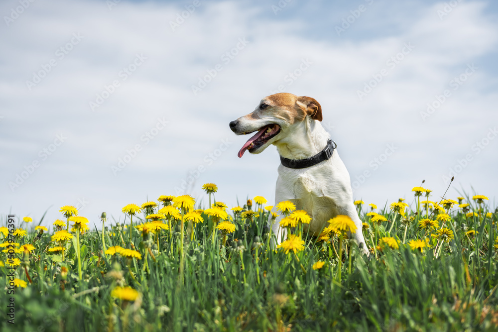 Jack Russel Terrier on yellow flowers meadow. Happy Dog with serious gaze