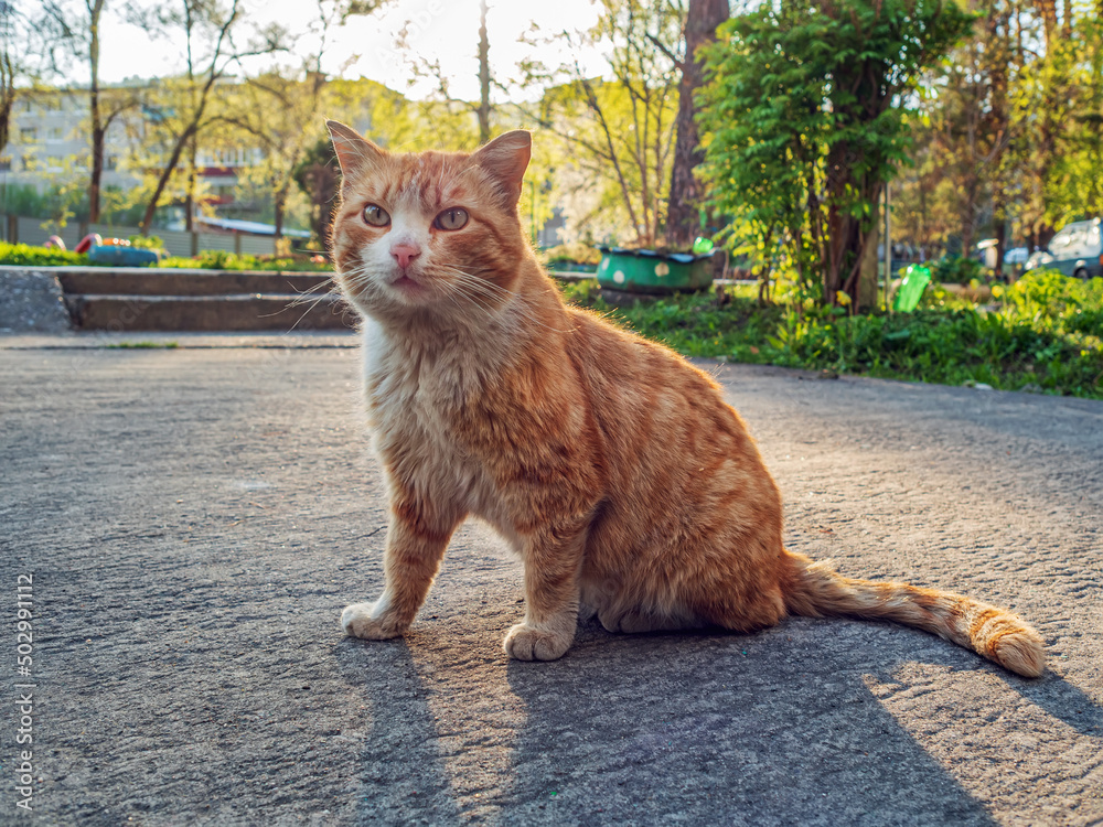 无家可归的红头猫在户外看着摄像机