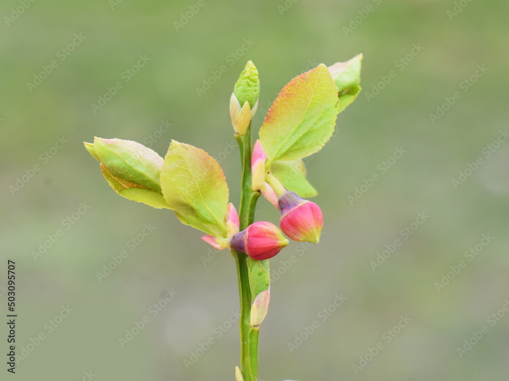 欧洲蓝莓灌木，春天开红花