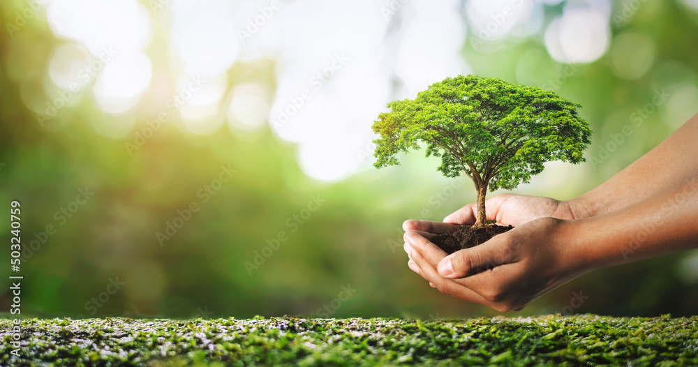 在阳光下生长在绿色背景下的手持植物