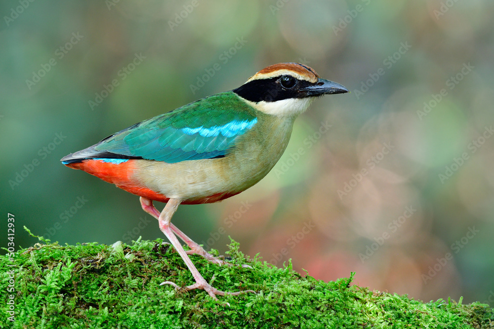 Small and brightly colored species bird in pittidae family,Fairy pitta (Nympha) showing up in Bangko