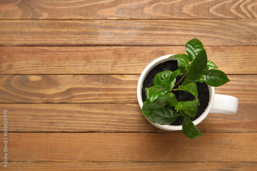 Young coffee tree in cup on wooden background