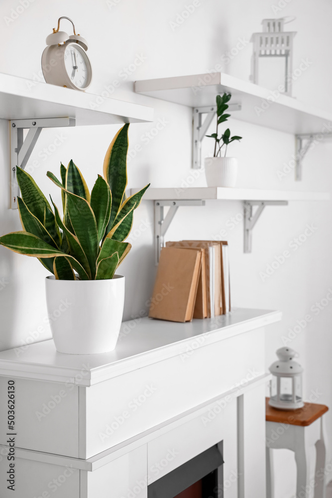 Houseplant on mantelpiece near white wall