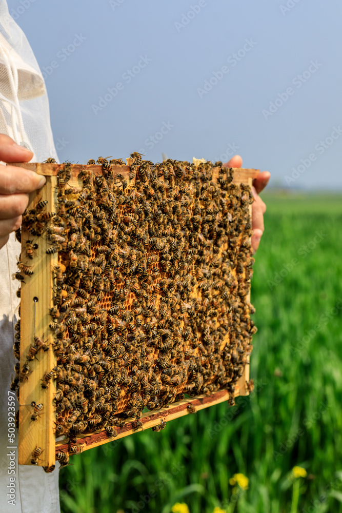 Beekeeper harvests honey. A hive full of bees. Beekeeper inspects the hive.