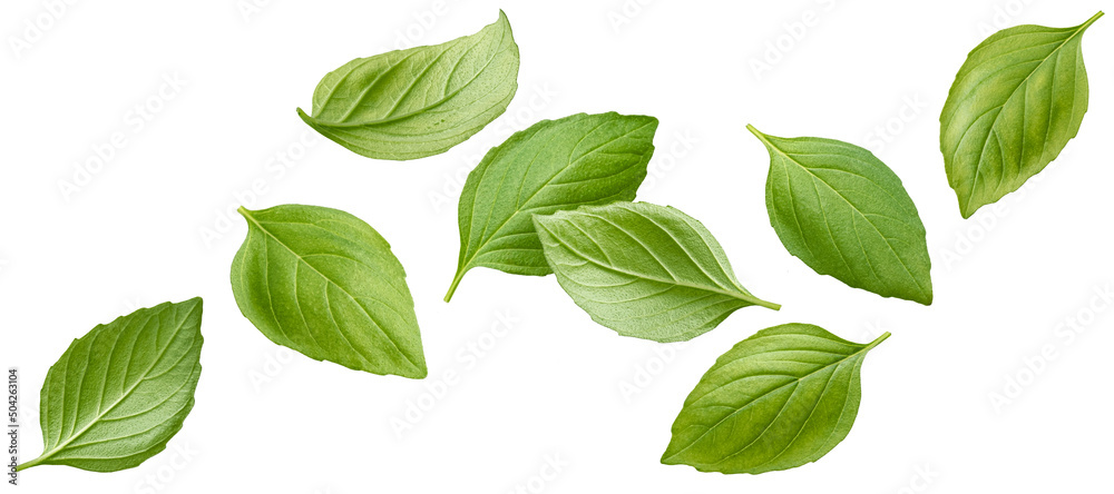 Falling basil leaves isolated on white background