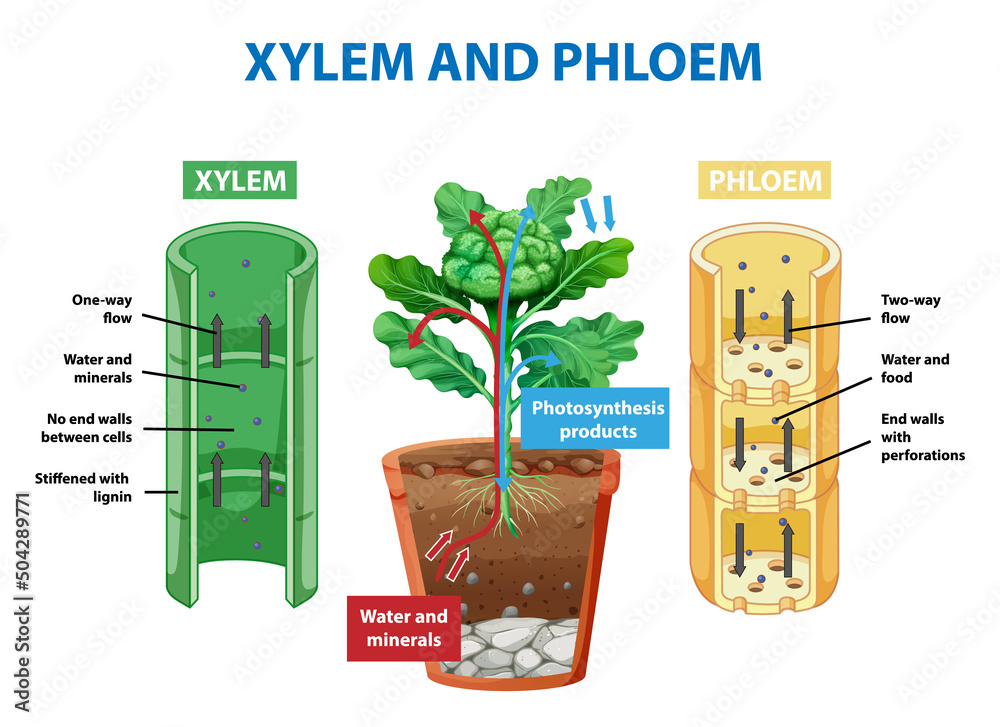 植物木质部和韧皮部示意图