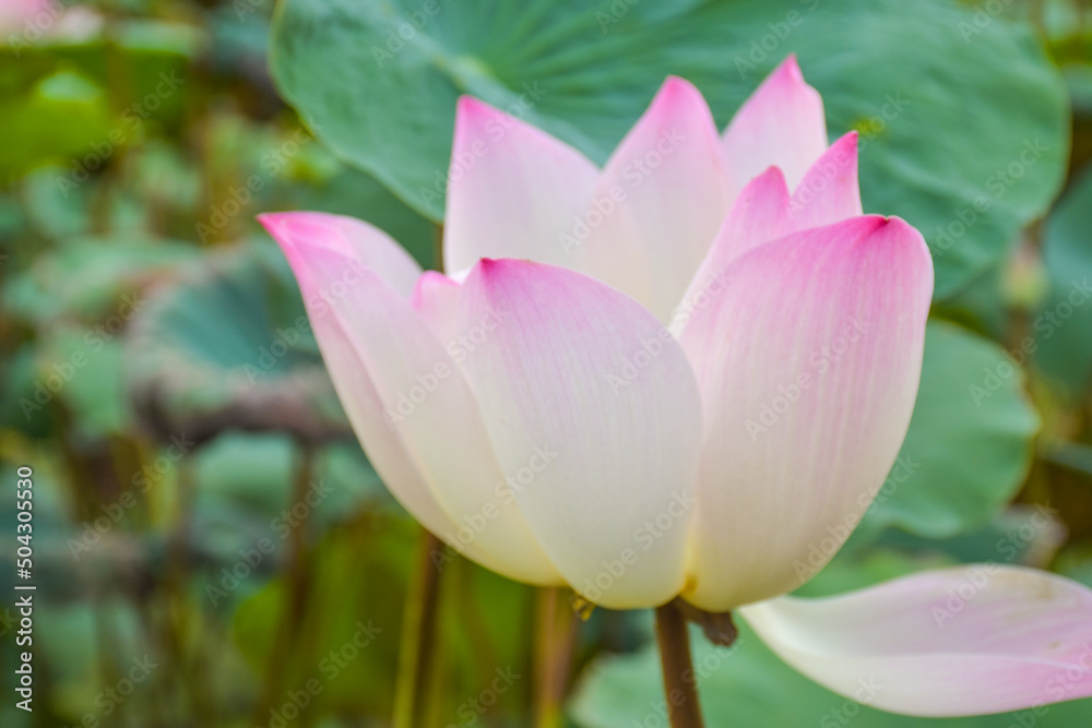 Beautiful purple lotus blossoms in a water pot in a Thai public park