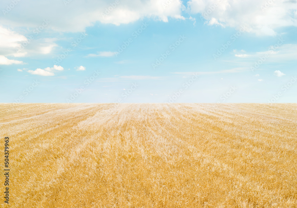 Field of golden crops under light blue sky with clouds, minimalistic landscape