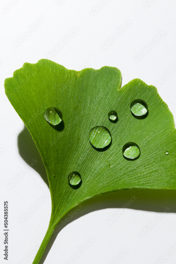 close up of a fresh wet ginkgo biloba leaf.