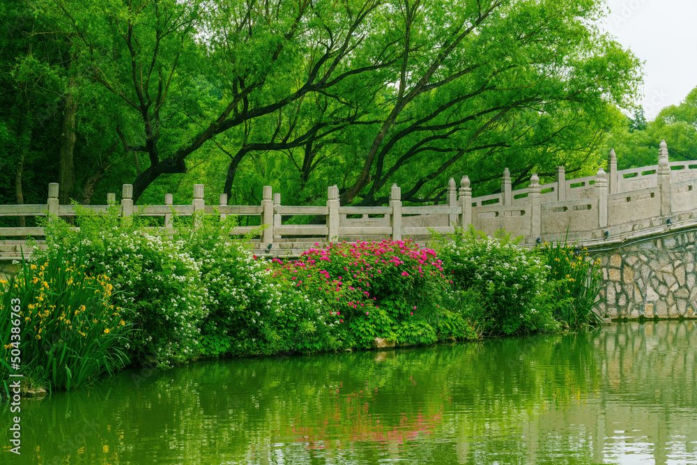 夏日湖畔花桥柳