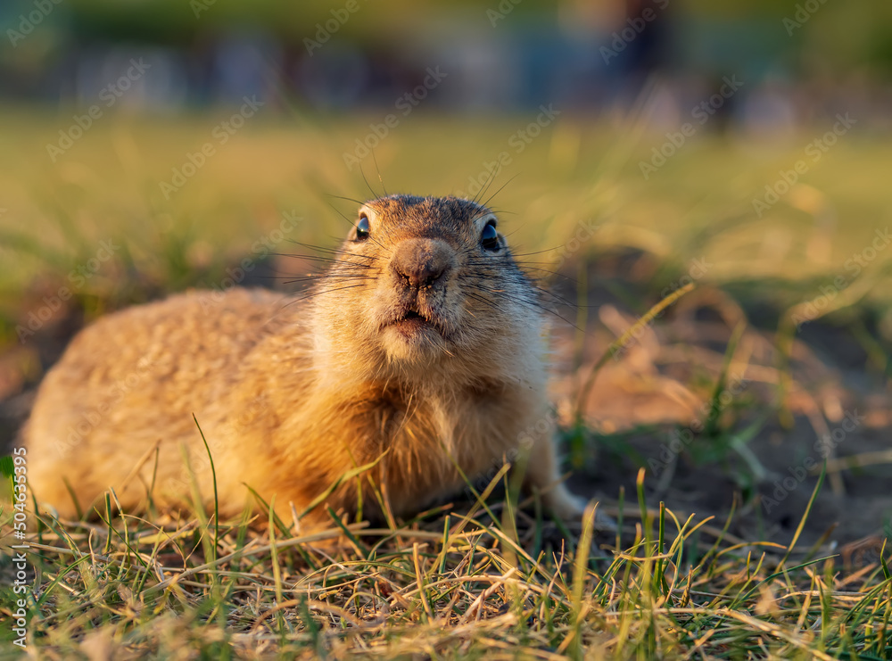 Gopher is looking at camera in the lawn. Portrait, close-up.