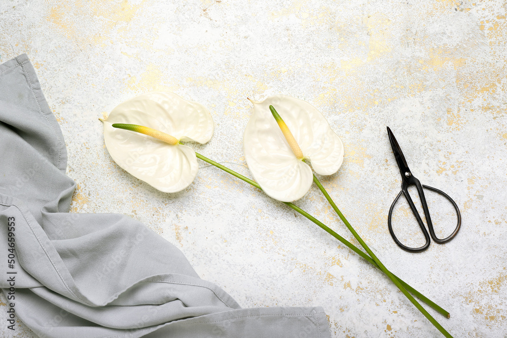 Beautiful anthurium flowers and scissors on light background