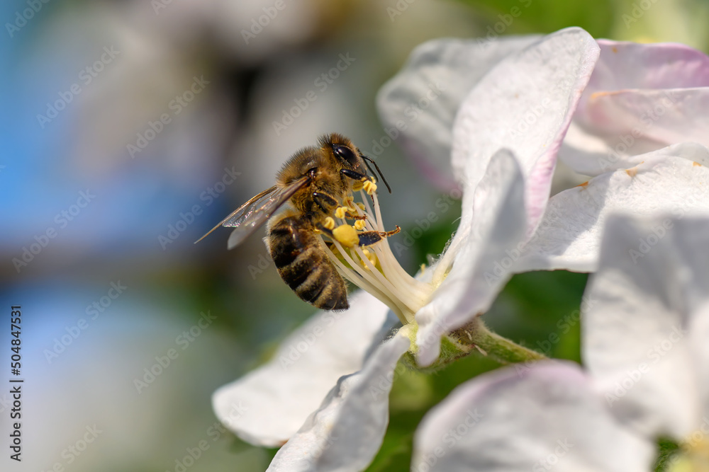 近距离蜜蜂从苹果树上采集花粉