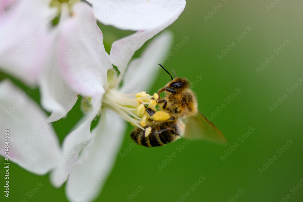 Close Honey bee collecting pollen from apple tree blossom