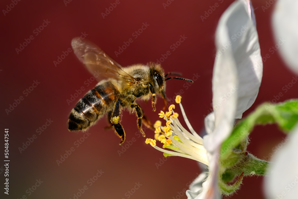 蜜蜂从苹果树上采集花粉