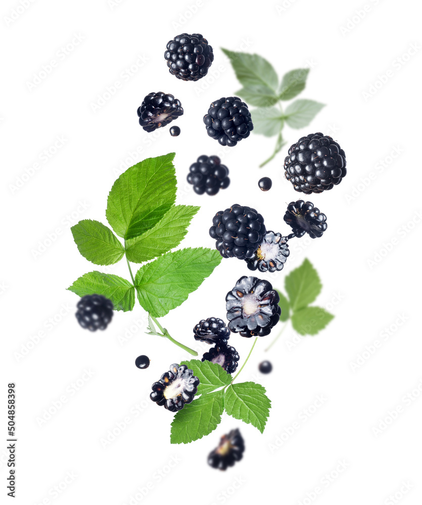 Ripe blackberries with leaves in the air isolated on a white background