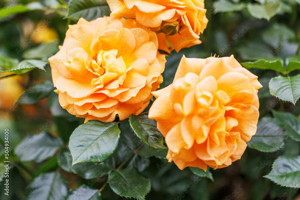 瑞々しいカラフルな満開の薔薇