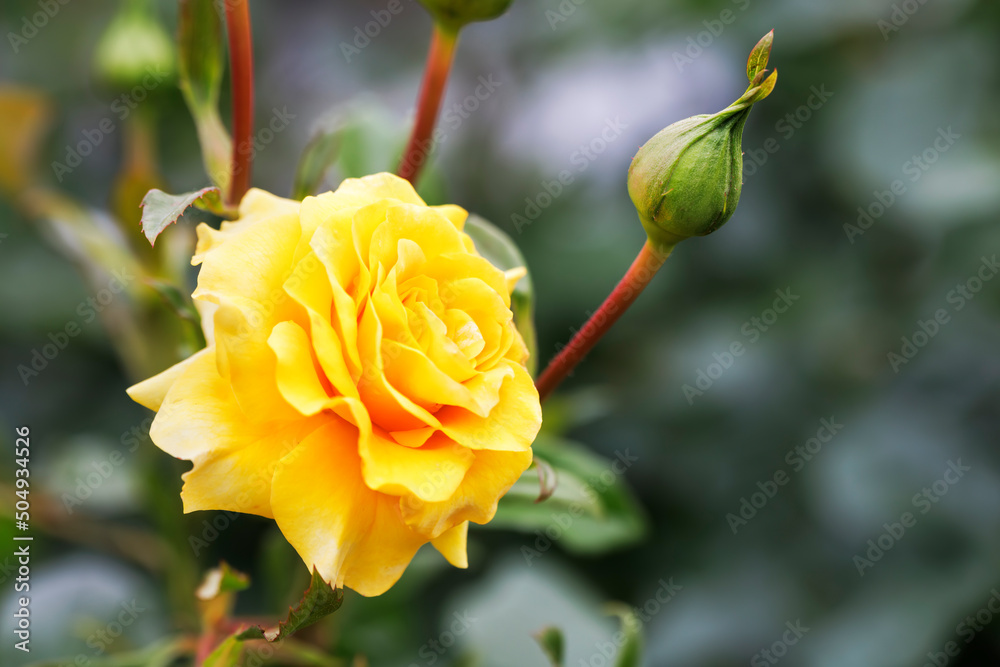 瑞々しいカラフルな満開の薔薇