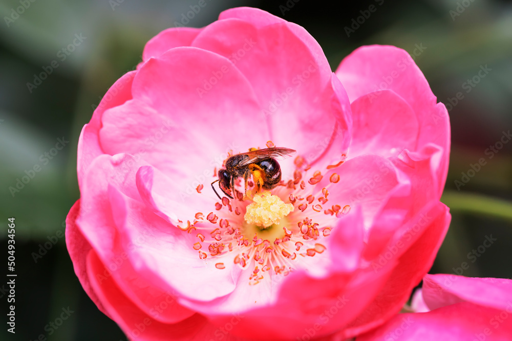 瑞々しいカラフルな満開の薔薇