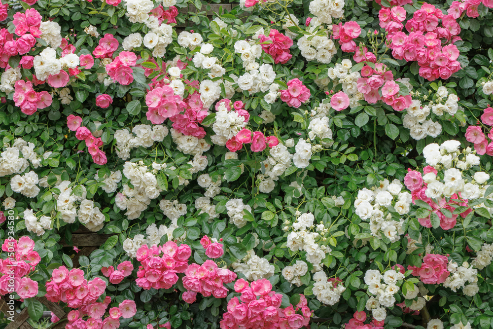 瑞々しいカラフルな満開の薔薇