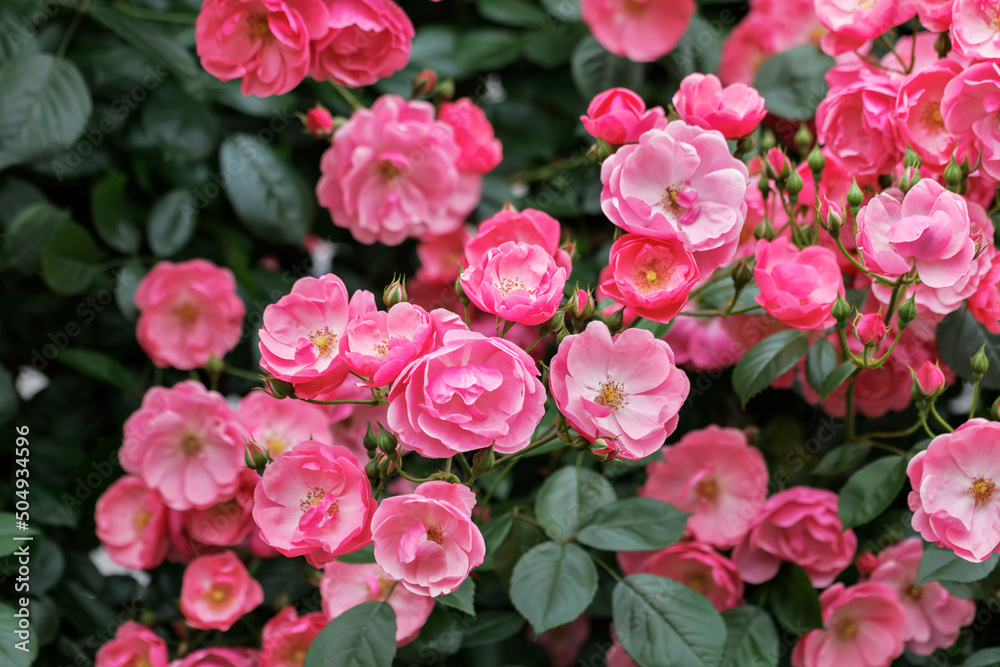 瑞々しいカラフルな満開の薔薇