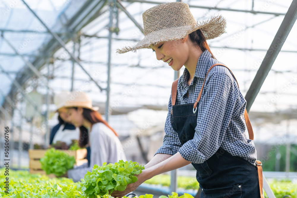 Asian young beautiful farmer women work in vegetables hydroponic farm. 