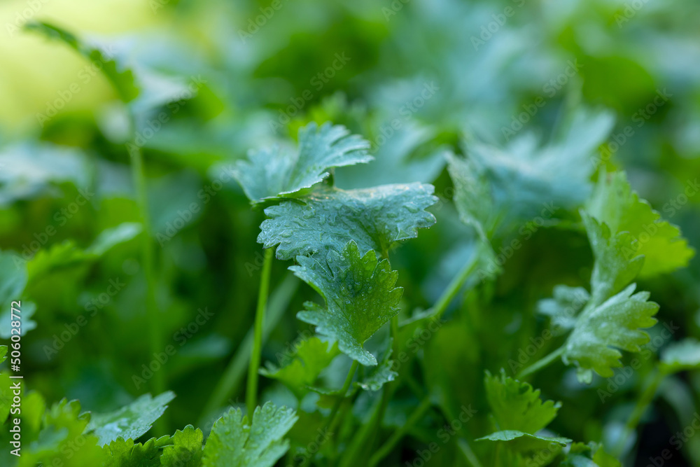 Coriander leaves from home grown garden for health, food and agriculture concept design. Organic cor