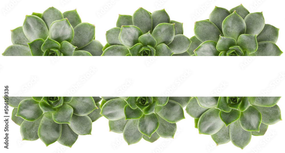 Green succulents on white background with space for text, top view