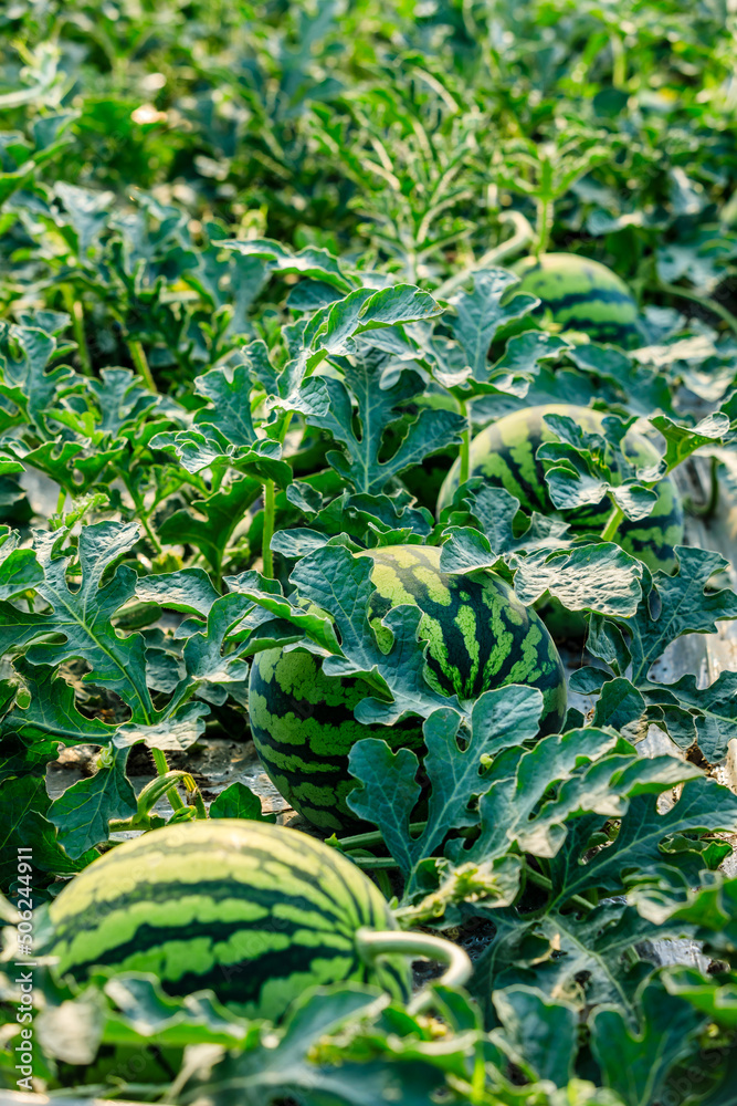 夏天绿色西瓜种植园上的西瓜。农业西瓜地。