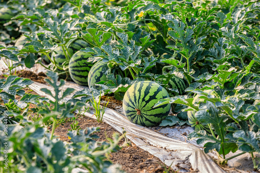 夏季绿色西瓜种植园上的西瓜。农业西瓜田。