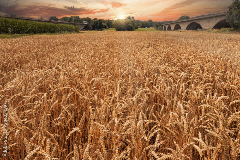 Golden wheat spikes field on sunset. Rural landscape. Drone view