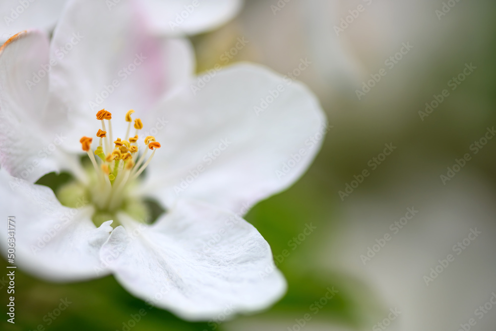 在模糊的花园背景下，花朵靠近苹果树枝