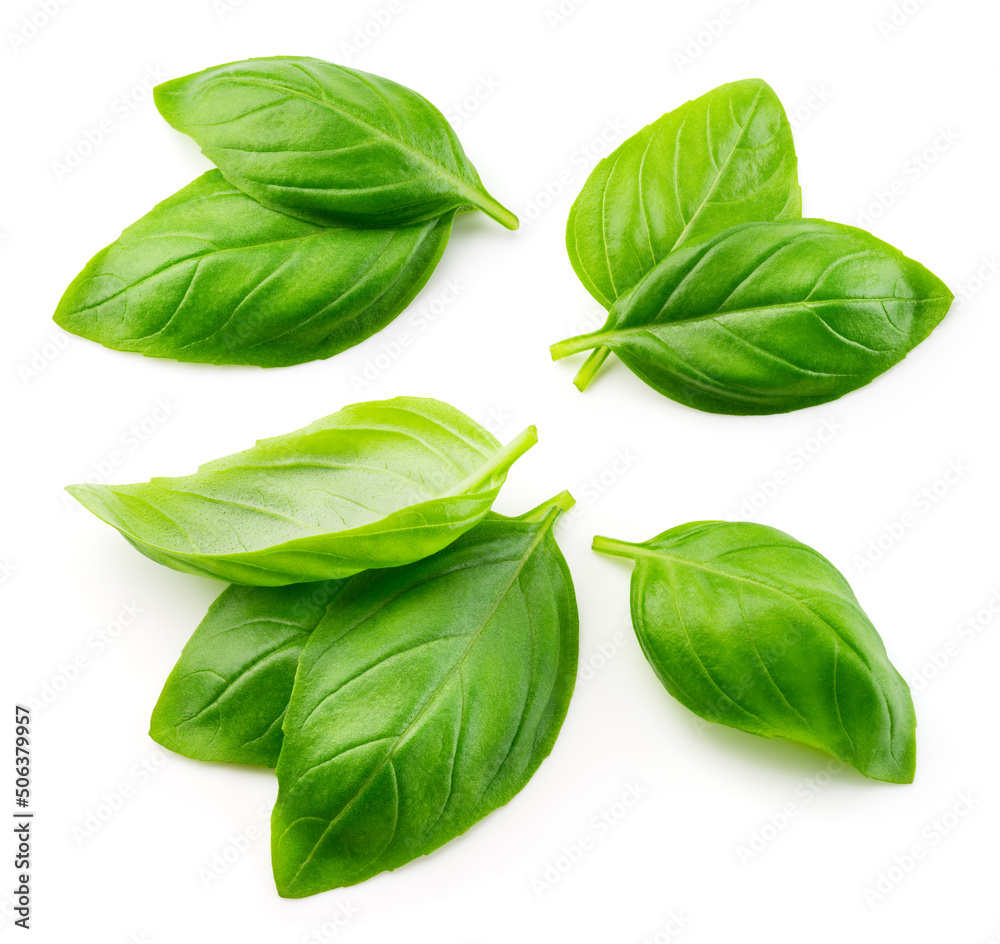 Basil isolated. Basil leaf flat lay on white background. Green basil leaves collection top view. Ful