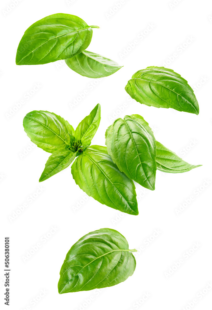 Basil isolated. Basil leaf flying on white background. Green basil leaves collection. Full depth of 