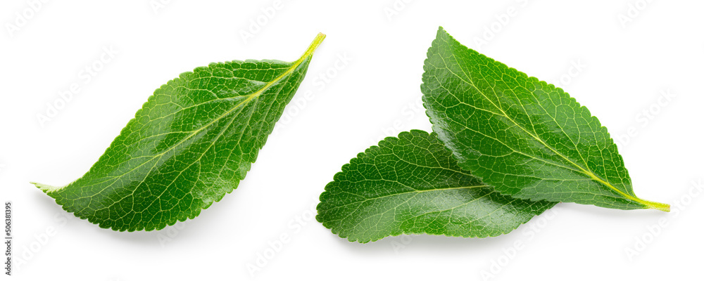 Plum leaf isolated. Plum leaves on white background top view. Green fruit leaves flat lay.  Full dep