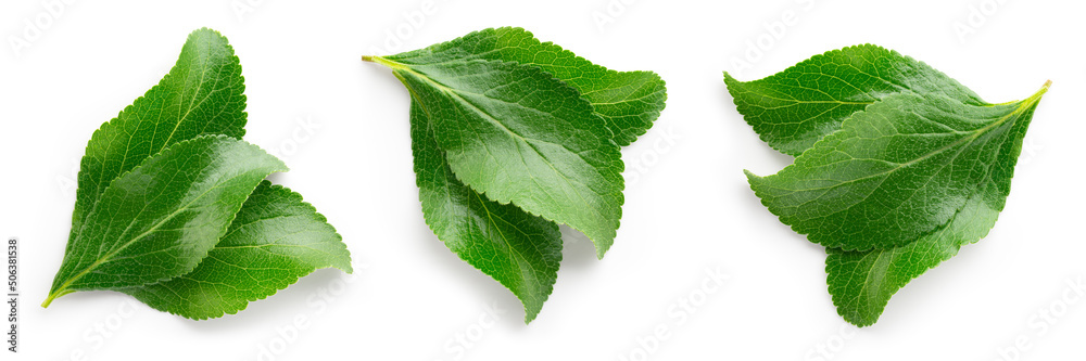 Plum leaf isolated. Plum leaves on white background top view. Green fruit leaves flat lay.  Full dep