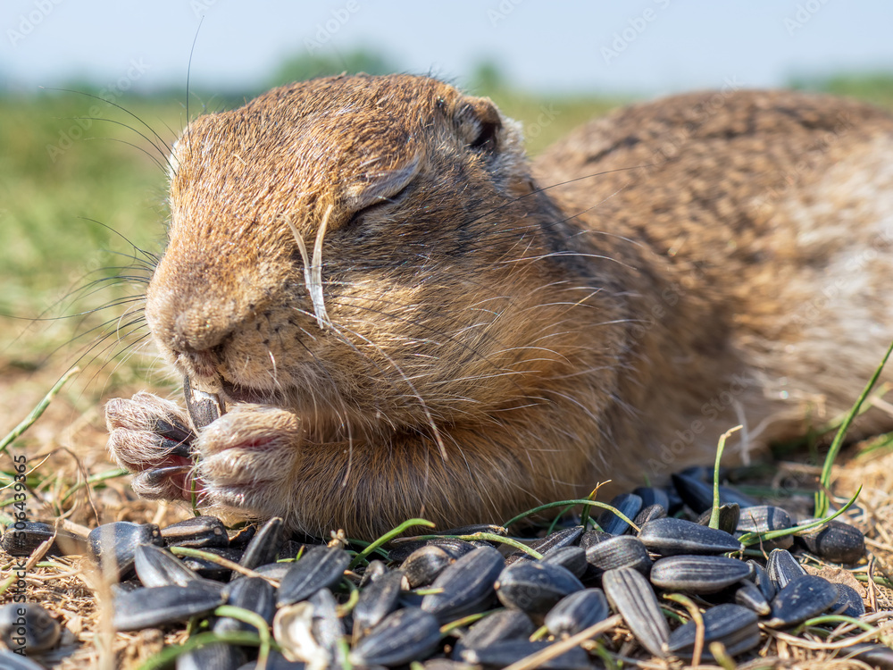 Gopher on the lawn is eating sunflower seeds squinting with pleasure.