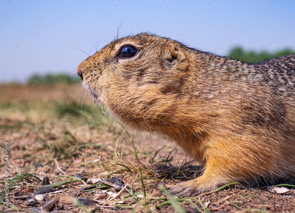 草坪上的Gopher正在吃葵花籽。特写，侧视图。