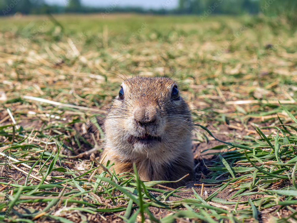 草坪上的Gopher正在从洞里偷看。特写